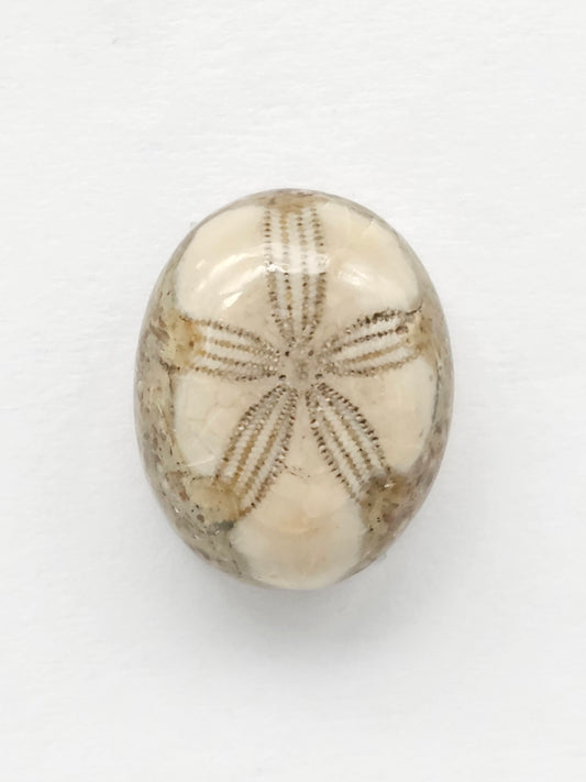 Sand Dollar Fossil
