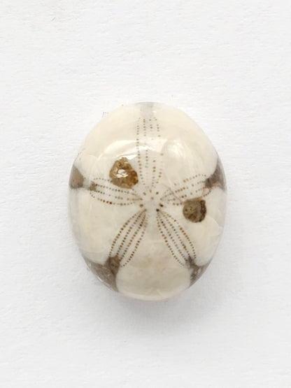 Sand Dollar Fossil