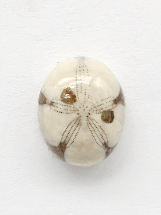 Sand Dollar Fossil