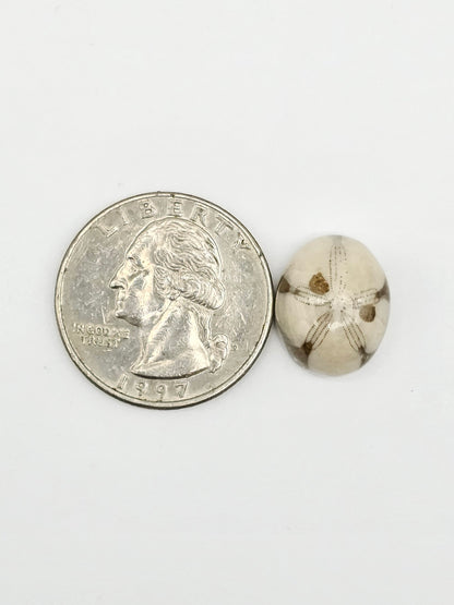 Sand Dollar Fossil
