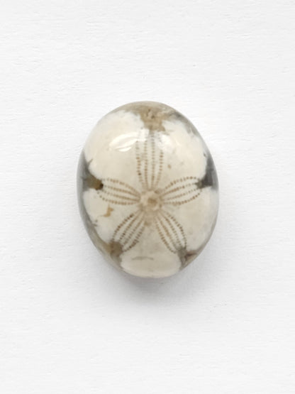 Sand Dollar Fossil