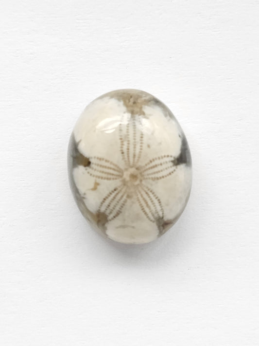 Sand Dollar Fossil