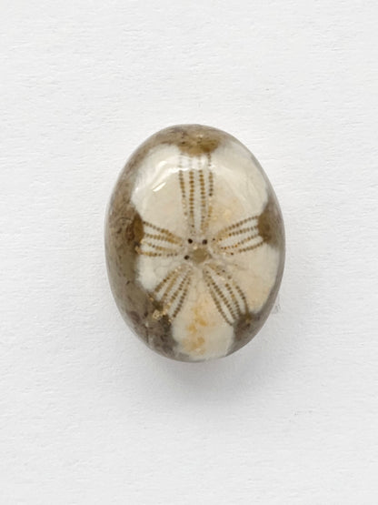 Sand Dollar Fossil