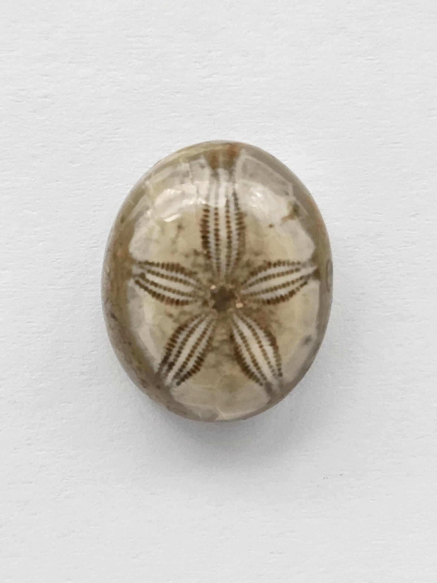 Sand Dollar Fossil