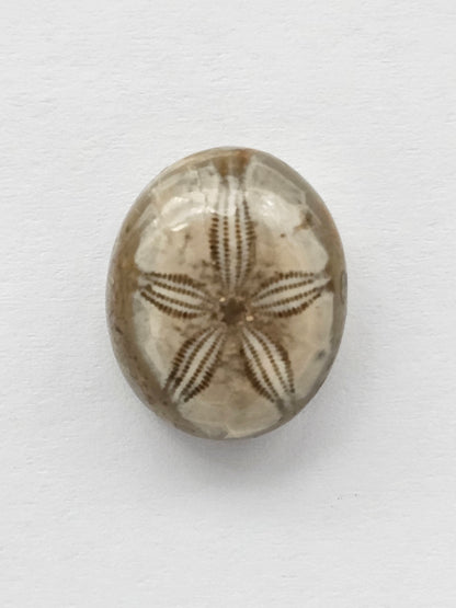 Sand Dollar Fossil