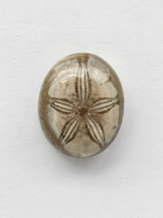 Sand Dollar Fossil