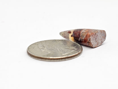 Mexican Cantera Opal Fang Cabochon