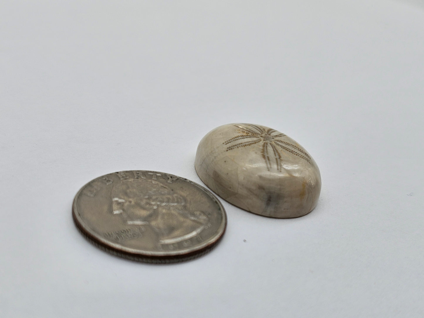 Sand dollar fossil medium