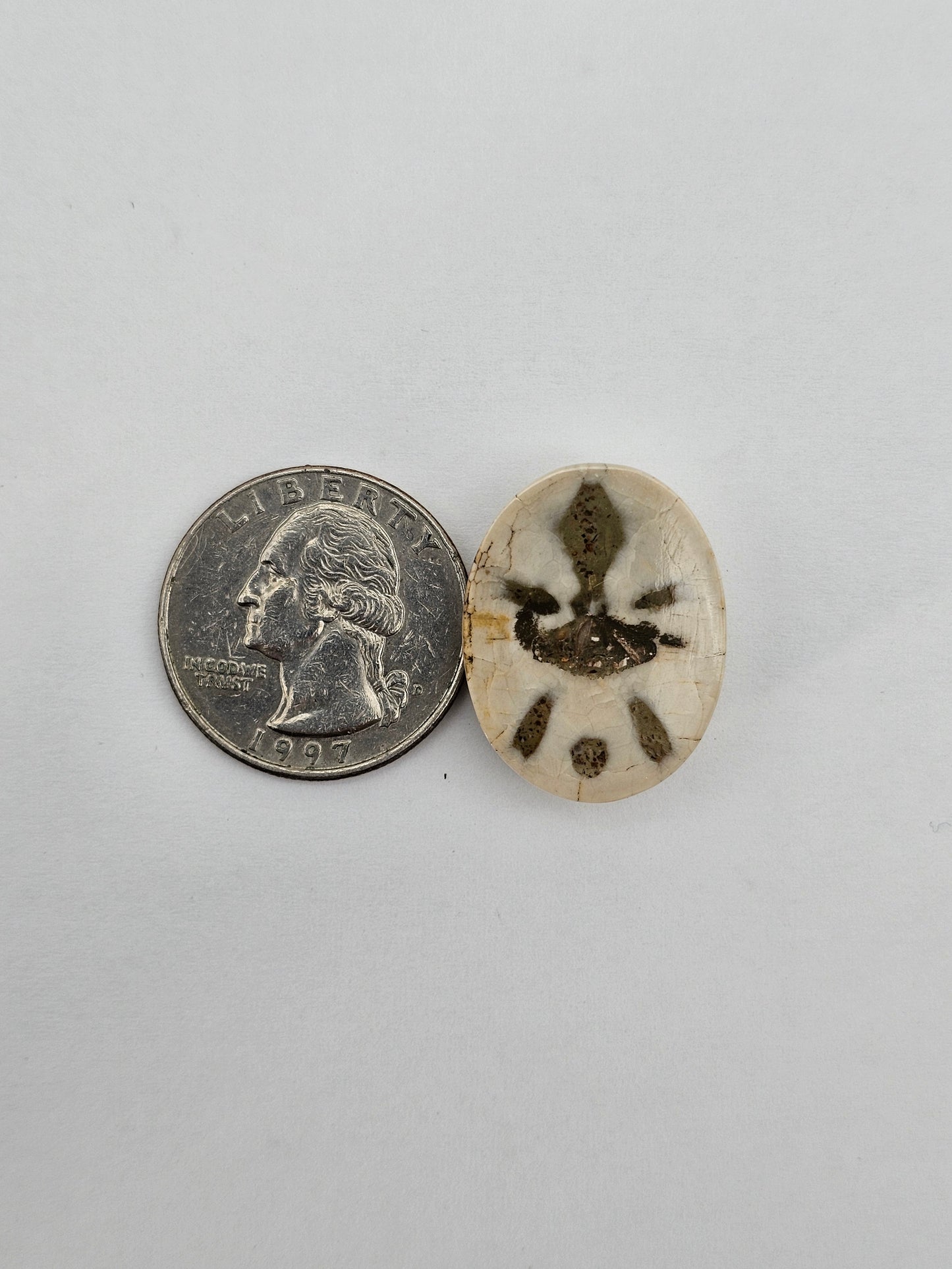 Sand dollar fossil medium