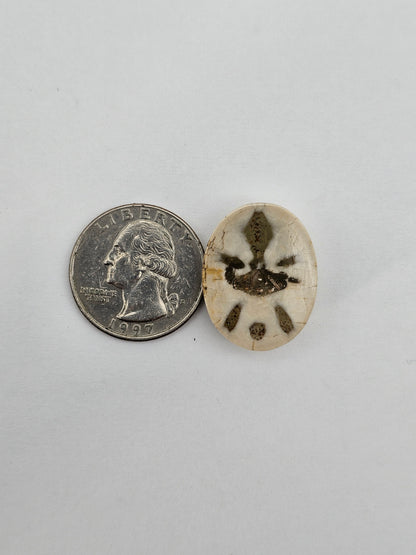 Sand dollar fossil medium