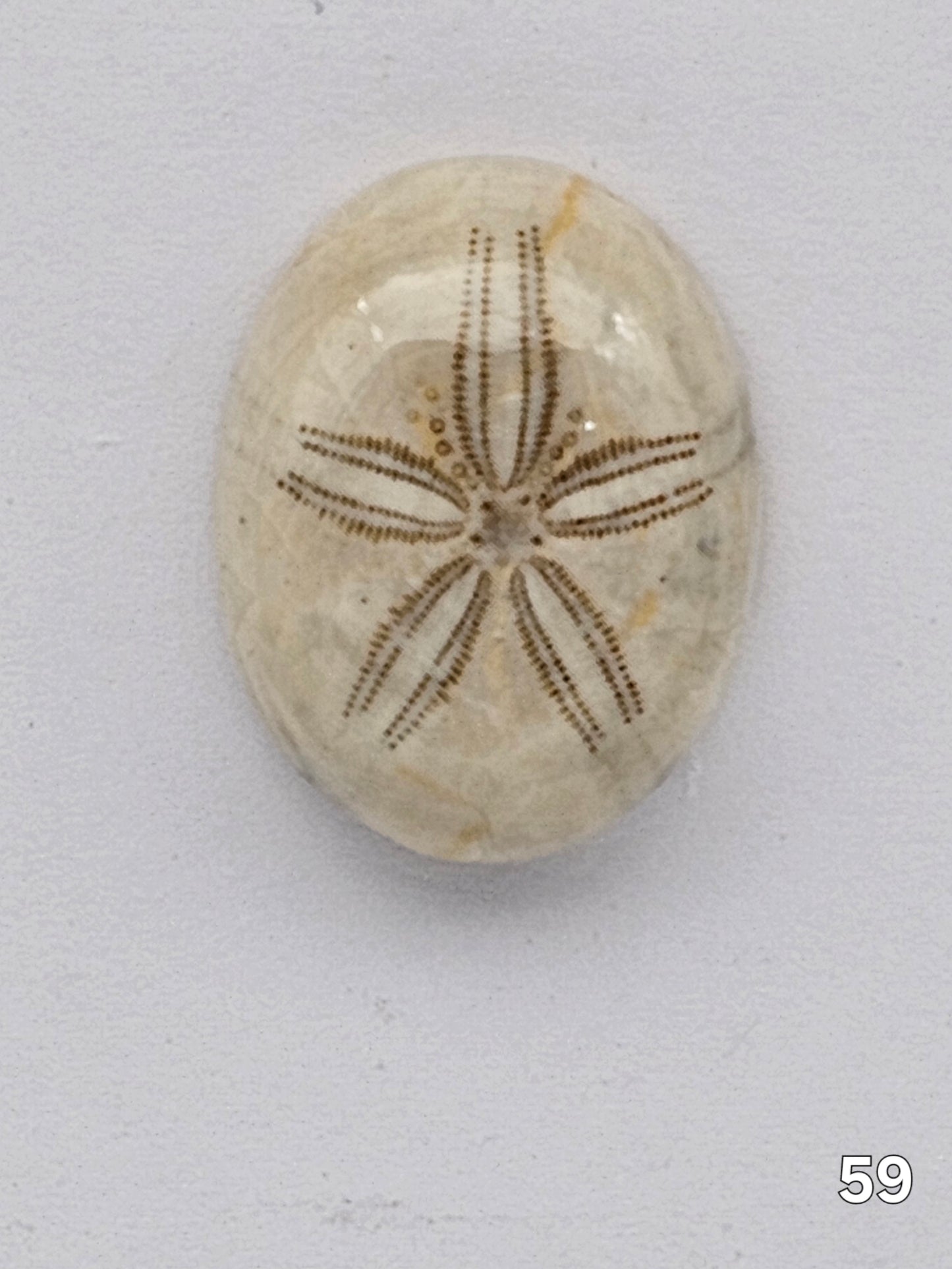 Sand dollar fossil medium