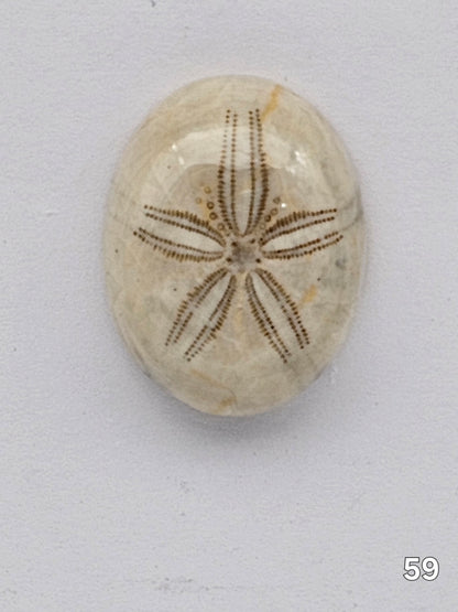 Sand dollar fossil medium