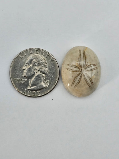 Sand dollar fossil medium
