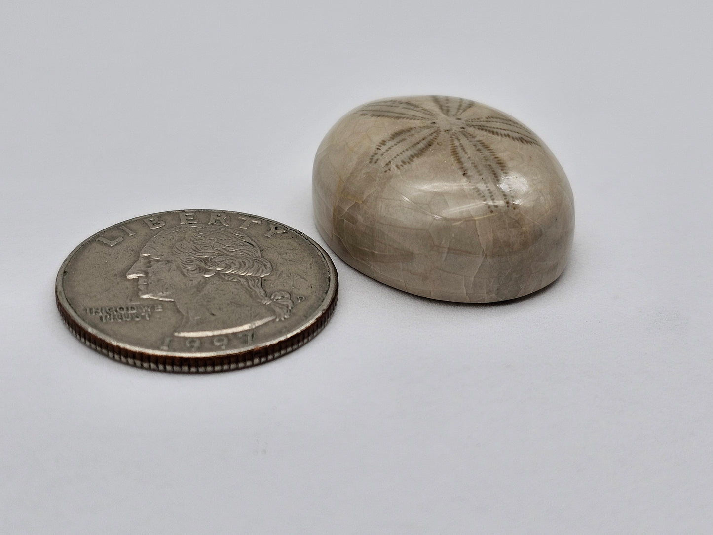 Sand Dollar fossil large