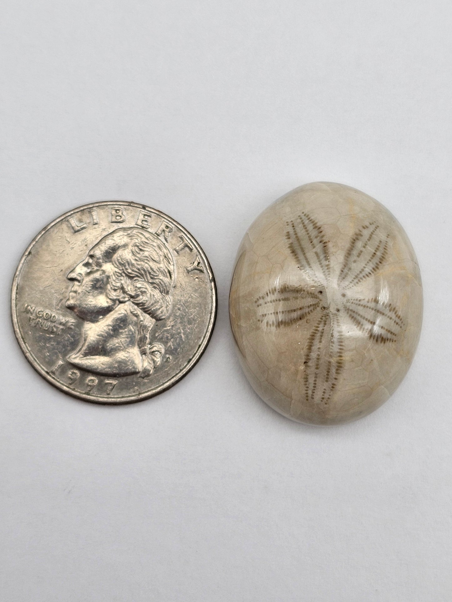 Sand Dollar fossil large