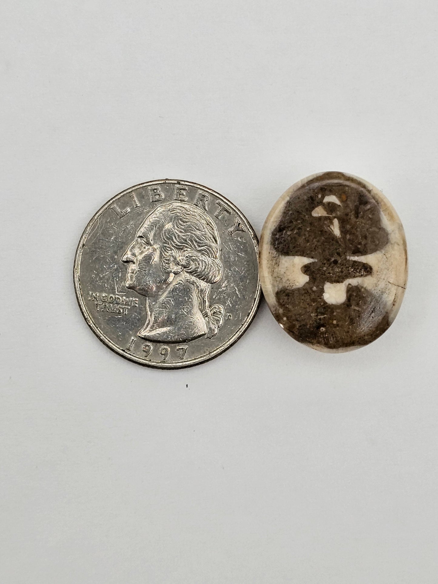 Sand dollar fossil medium