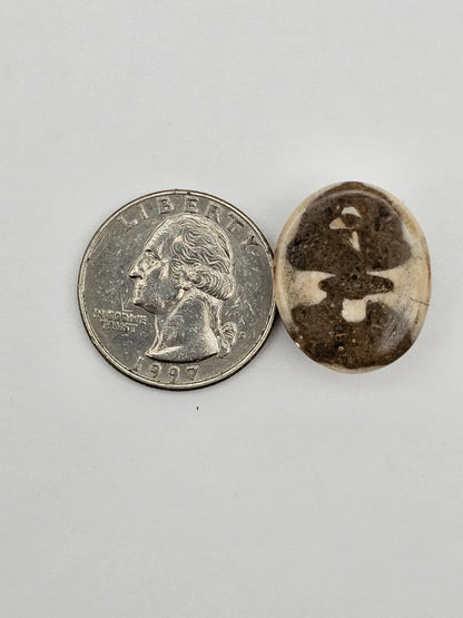 Sand dollar fossil medium