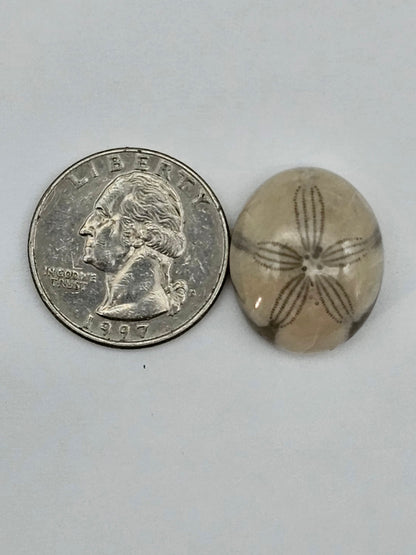 Sand dollar fossil medium