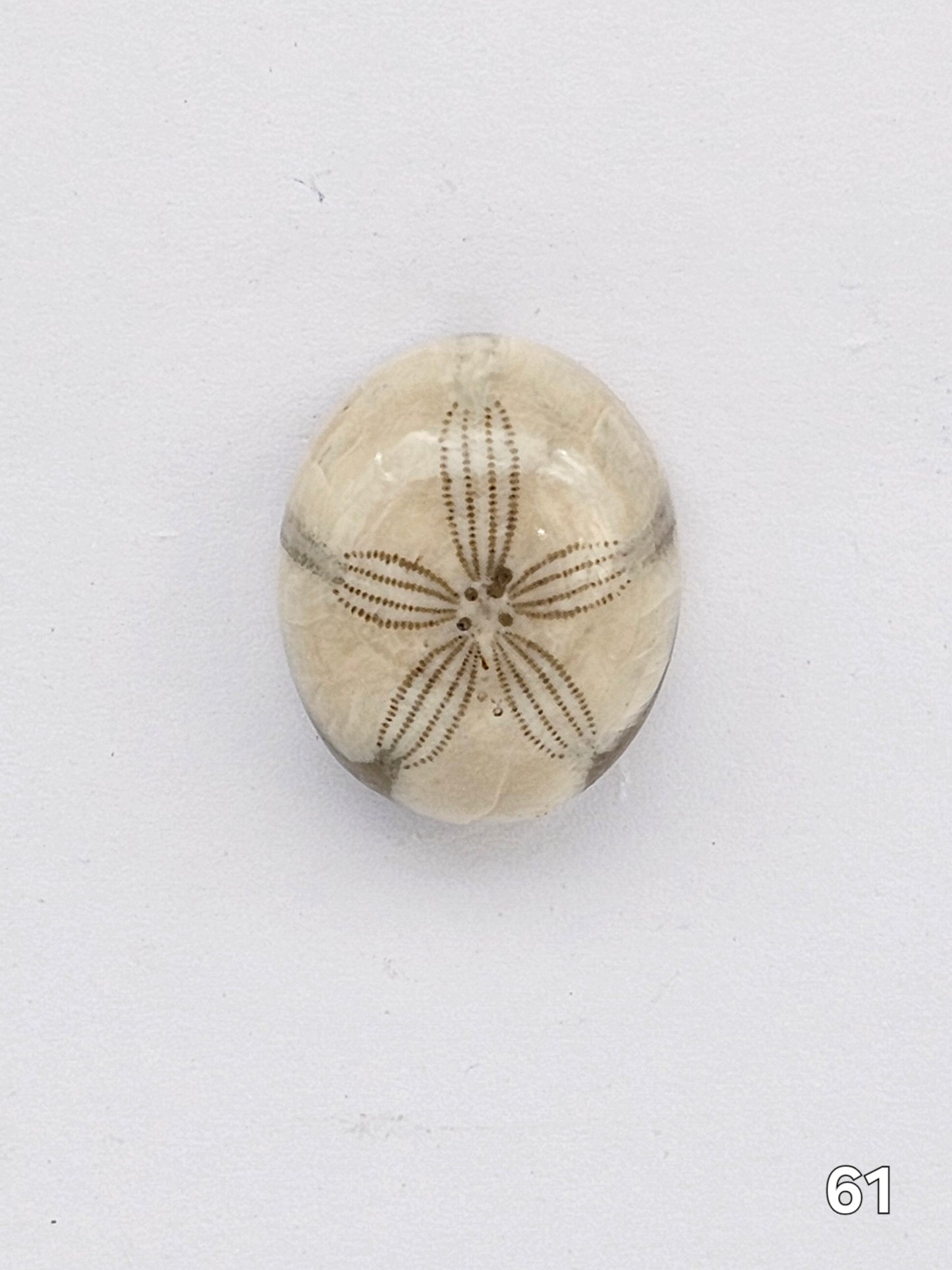 Sand dollar fossil medium