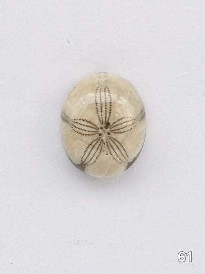 Sand dollar fossil medium