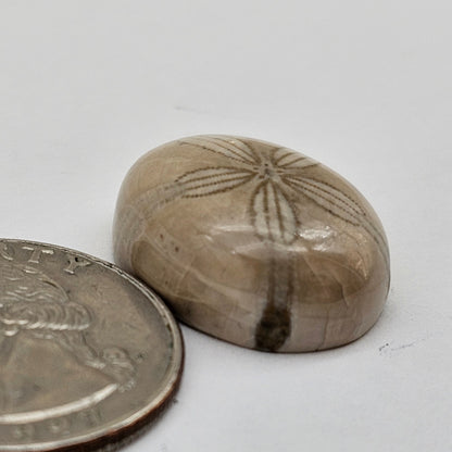 Sand dollar fossil medium