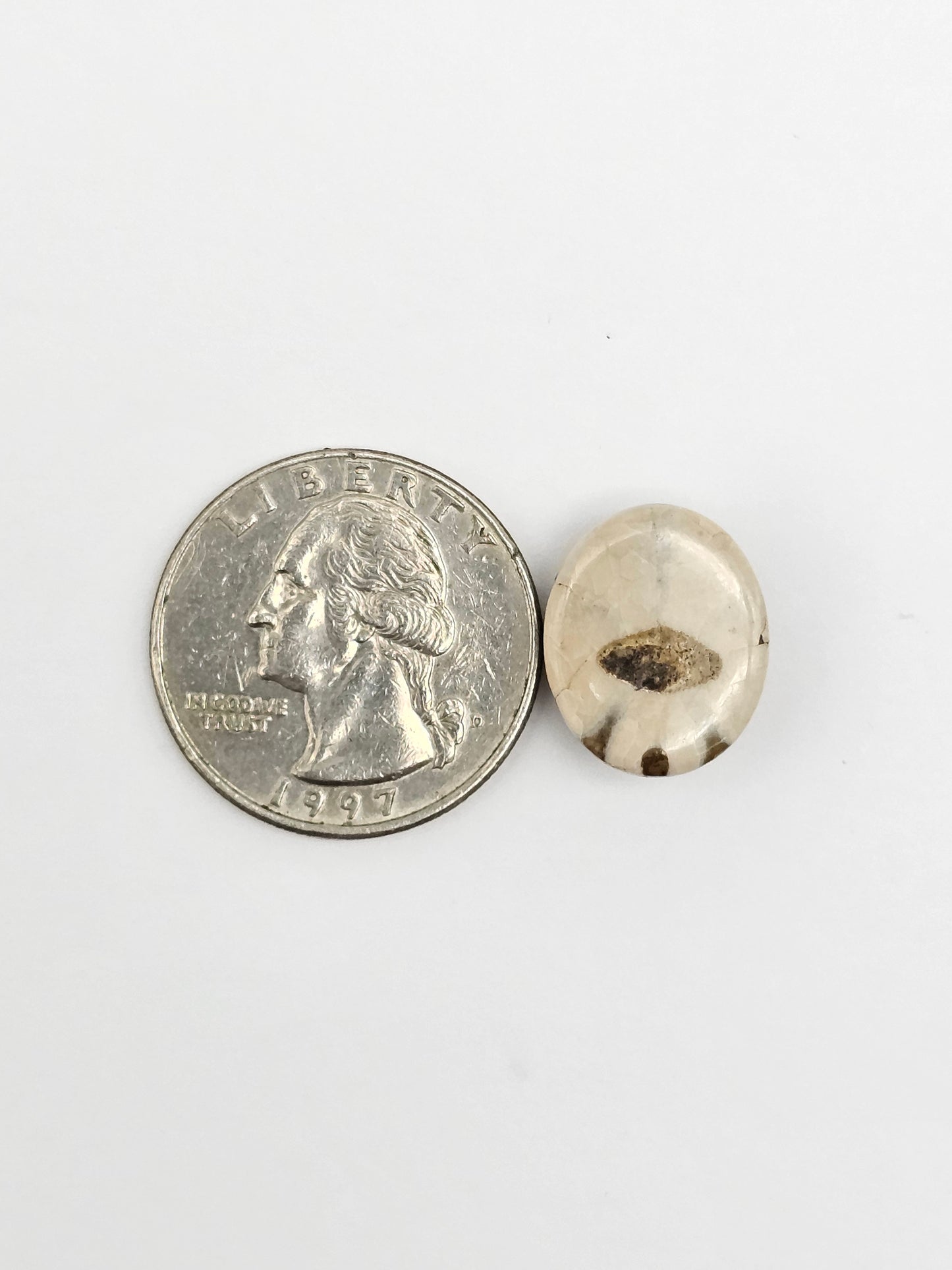 Sea Urchin (Sand Dollar) Fossil Cabochon – Rare Mexican Echinoid, Hand Polished