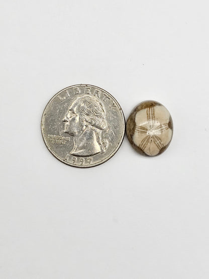 Sea Urchin (Sand Dollar) Fossil Cabochon – Rare Mexican Echinoid, Hand Polished