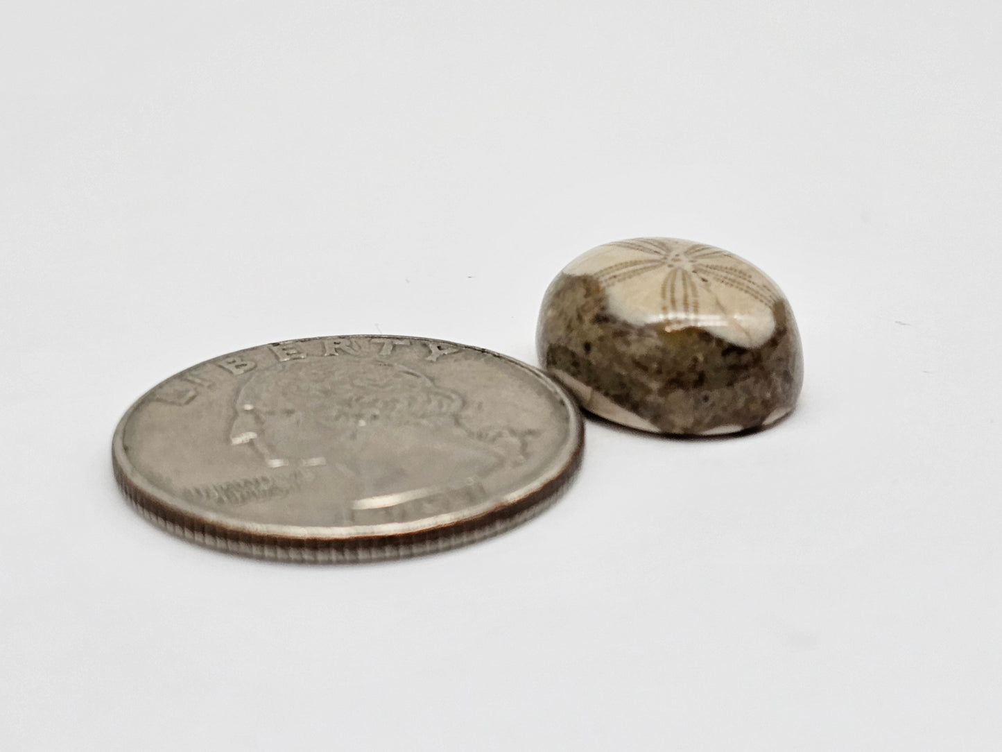 Sea Urchin (Sand Dollar) Fossil Cabochon – Rare Mexican Echinoid, Hand Polished