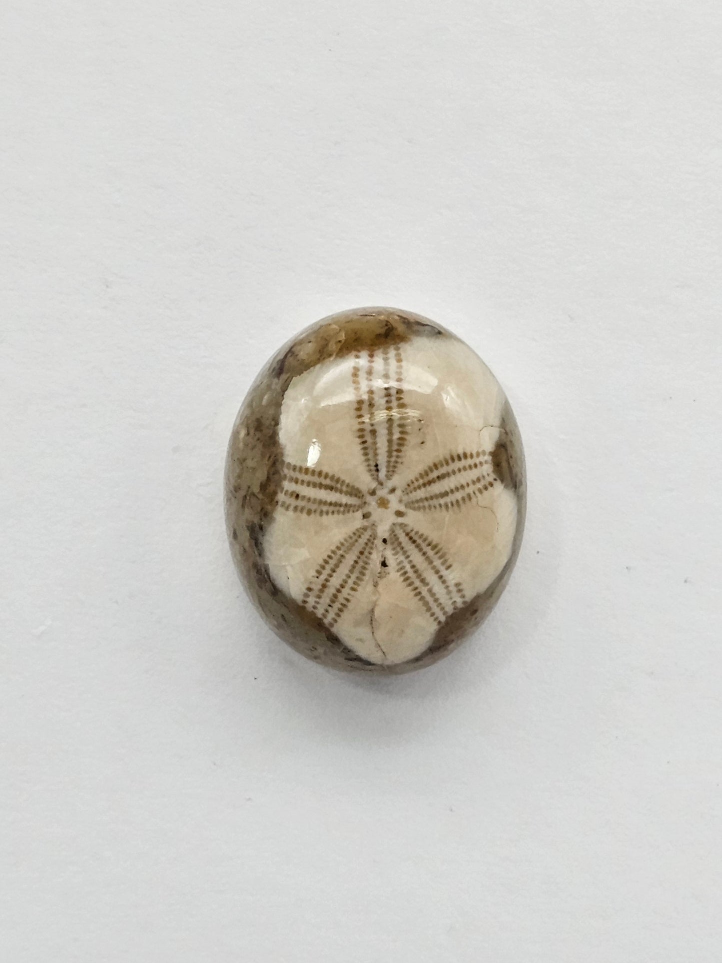 Sea Urchin (Sand Dollar) Fossil Cabochon – Rare Mexican Echinoid, Hand Polished