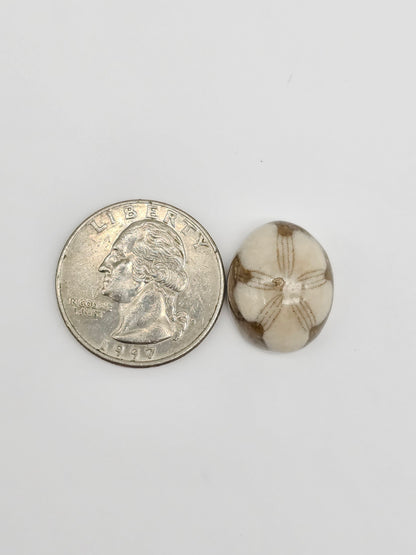 Sea Urchin (Sand Dollar) Fossil Cabochon – Rare Mexican Echinoid, Hand Polished