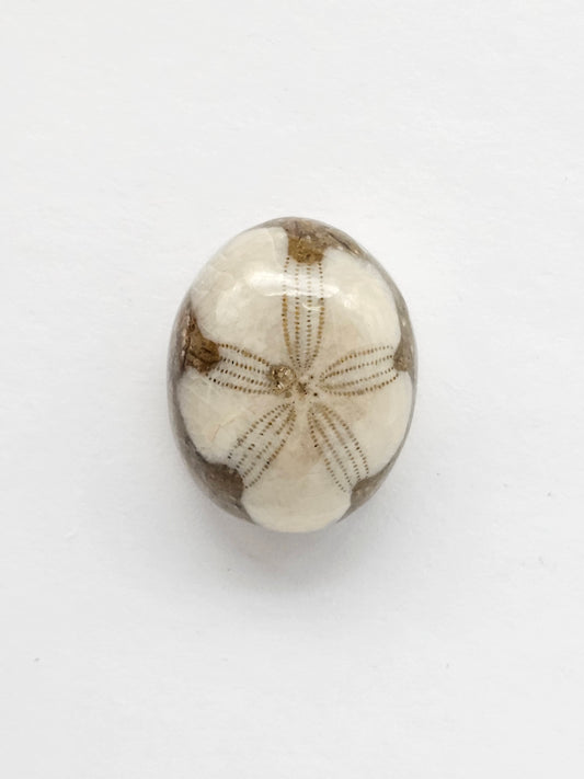 Sea Urchin (Sand Dollar) Fossil Cabochon – Rare Mexican Echinoid, Hand Polished