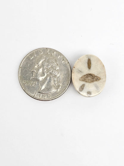 Sea Urchin (Sand Dollar) Fossil Cabochon – Rare Mexican Echinoid, Hand Polished