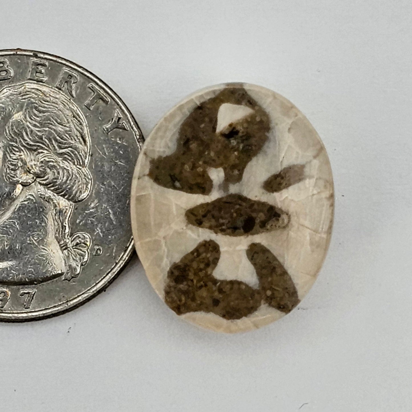 Sand dollar fossil medium