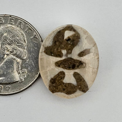 Sand dollar fossil medium