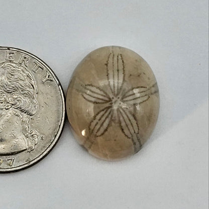 Sand dollar fossil medium