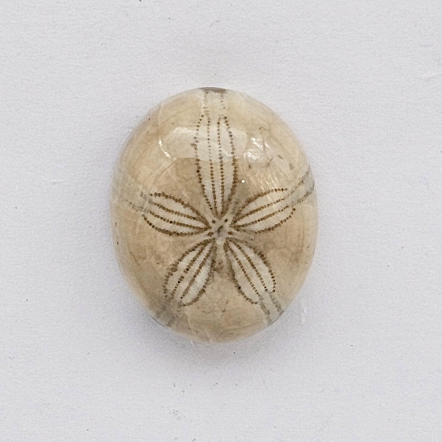 Sand dollar fossil medium