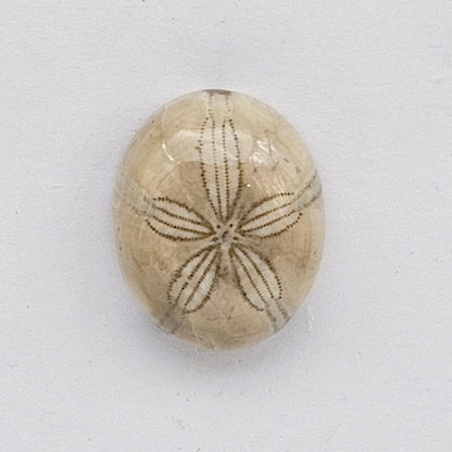 Sand dollar fossil medium