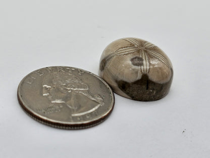Sand dollar fossil medium