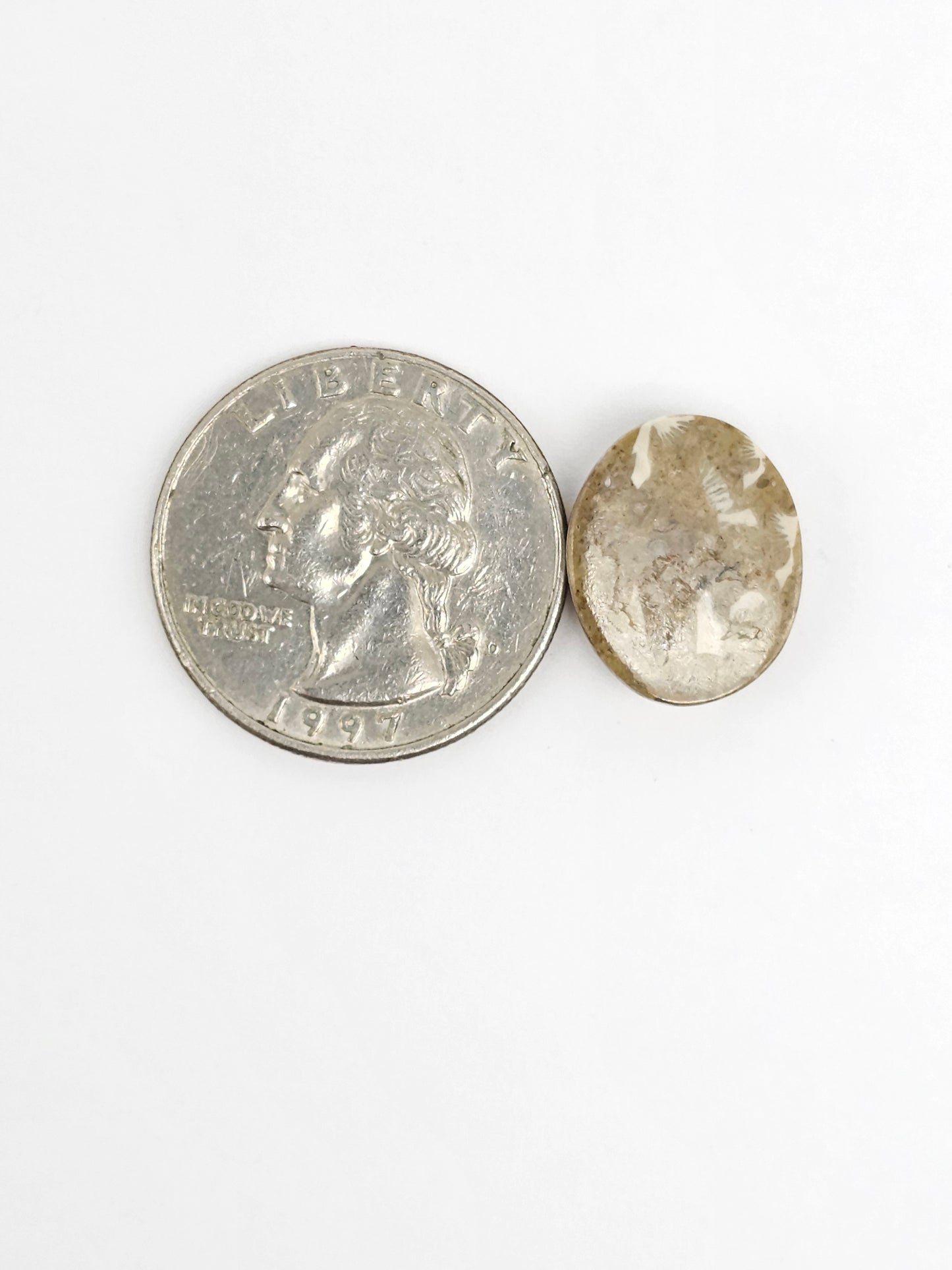 Sea Urchin (Sand Dollar) Fossil Cabochon – Rare Mexican Echinoid, Hand Polished