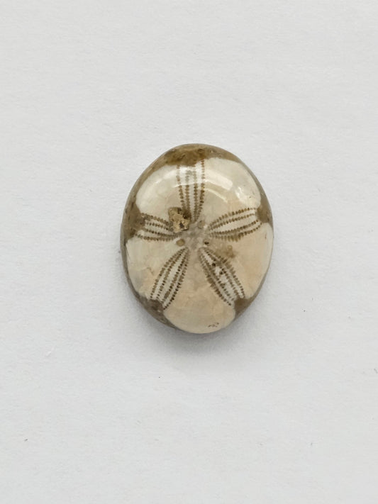 Sea Urchin (Sand Dollar) Fossil Cabochon – Rare Mexican Echinoid, Hand Polished