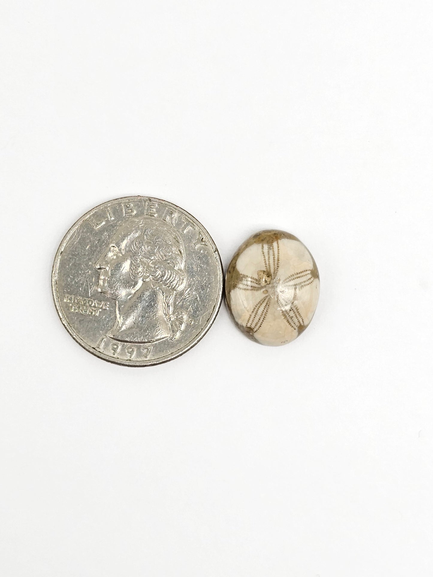 Sea Urchin (Sand Dollar) Fossil Cabochon – Rare Mexican Echinoid, Hand Polished