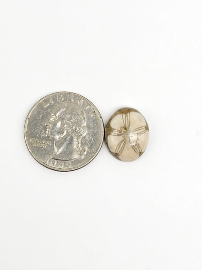 Sea Urchin (Sand Dollar) Fossil Cabochon – Rare Mexican Echinoid, Hand Polished