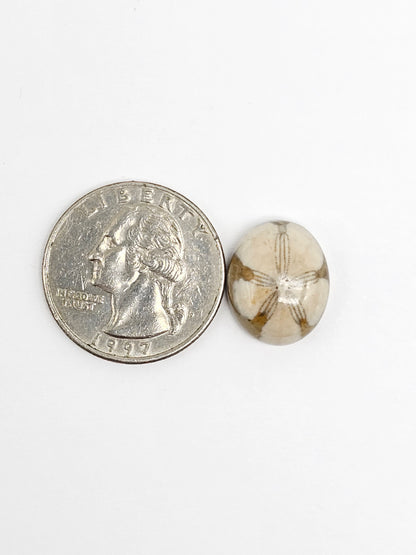 Sea Urchin (Sand Dollar) Fossil Cabochon – Rare Mexican Echinoid, Hand Polished