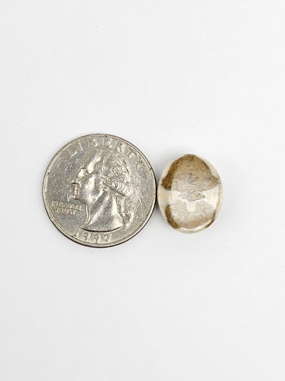 Sea Urchin (Sand Dollar) Fossil Cabochon – Rare Mexican Echinoid, Hand Polished