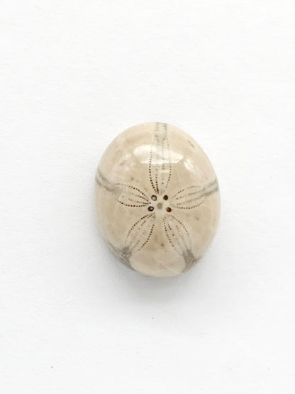 Sea Urchin (Sand Dollar) Fossil Cabochon – Rare Mexican Echinoid, Hand Polished
