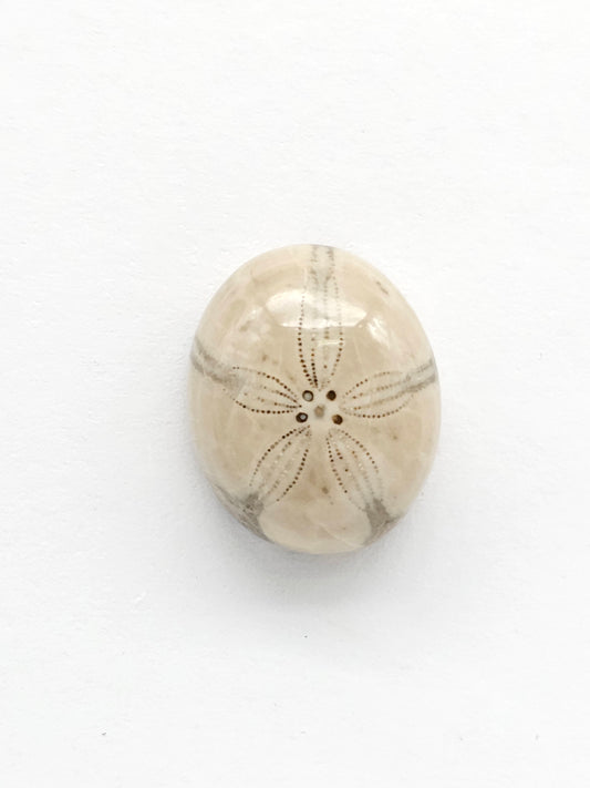 Sea Urchin (Sand Dollar) Fossil Cabochon – Rare Mexican Echinoid, Hand Polished