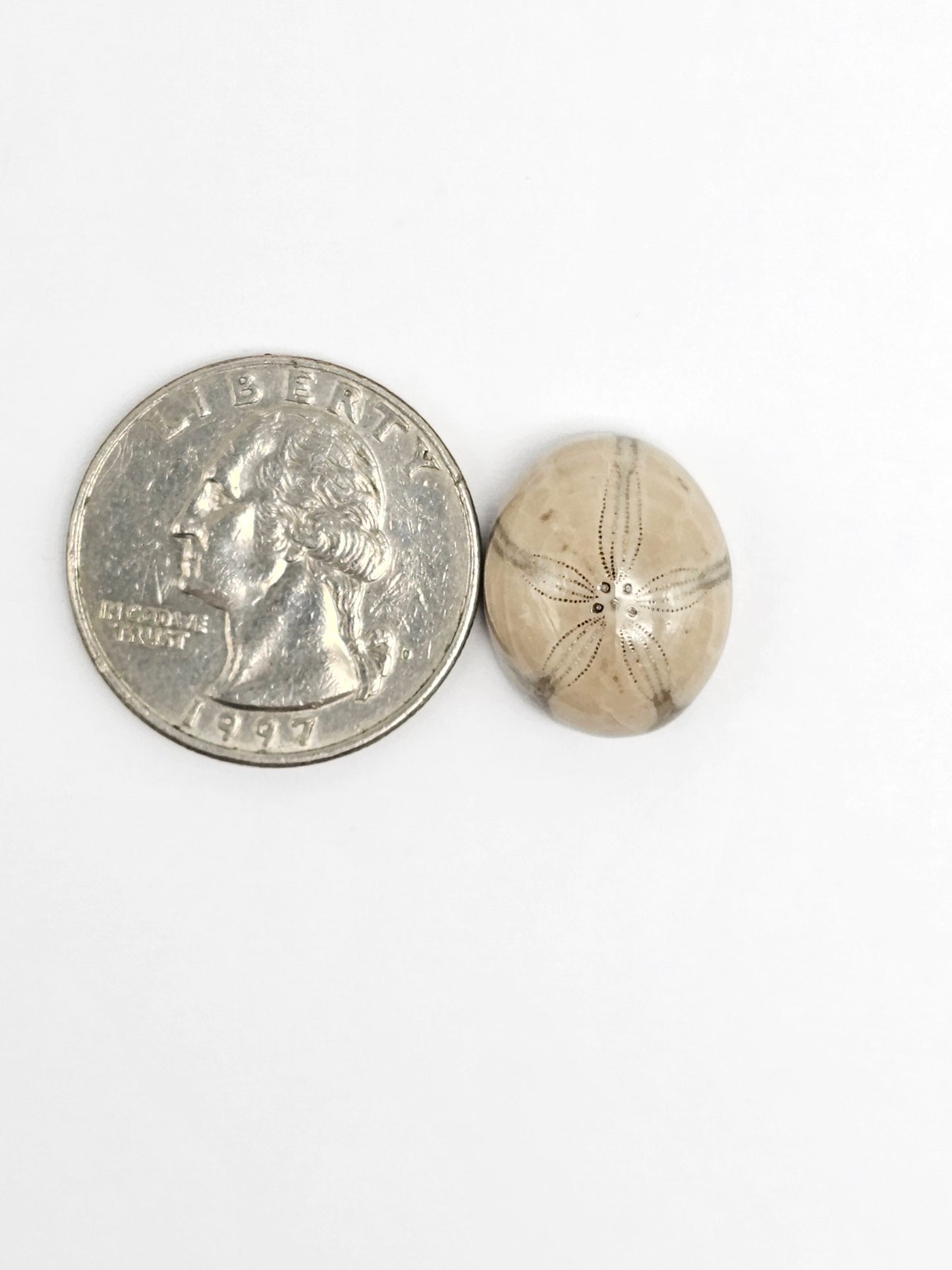 Sea Urchin (Sand Dollar) Fossil Cabochon – Rare Mexican Echinoid, Hand Polished