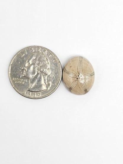 Sea Urchin (Sand Dollar) Fossil Cabochon – Rare Mexican Echinoid, Hand Polished