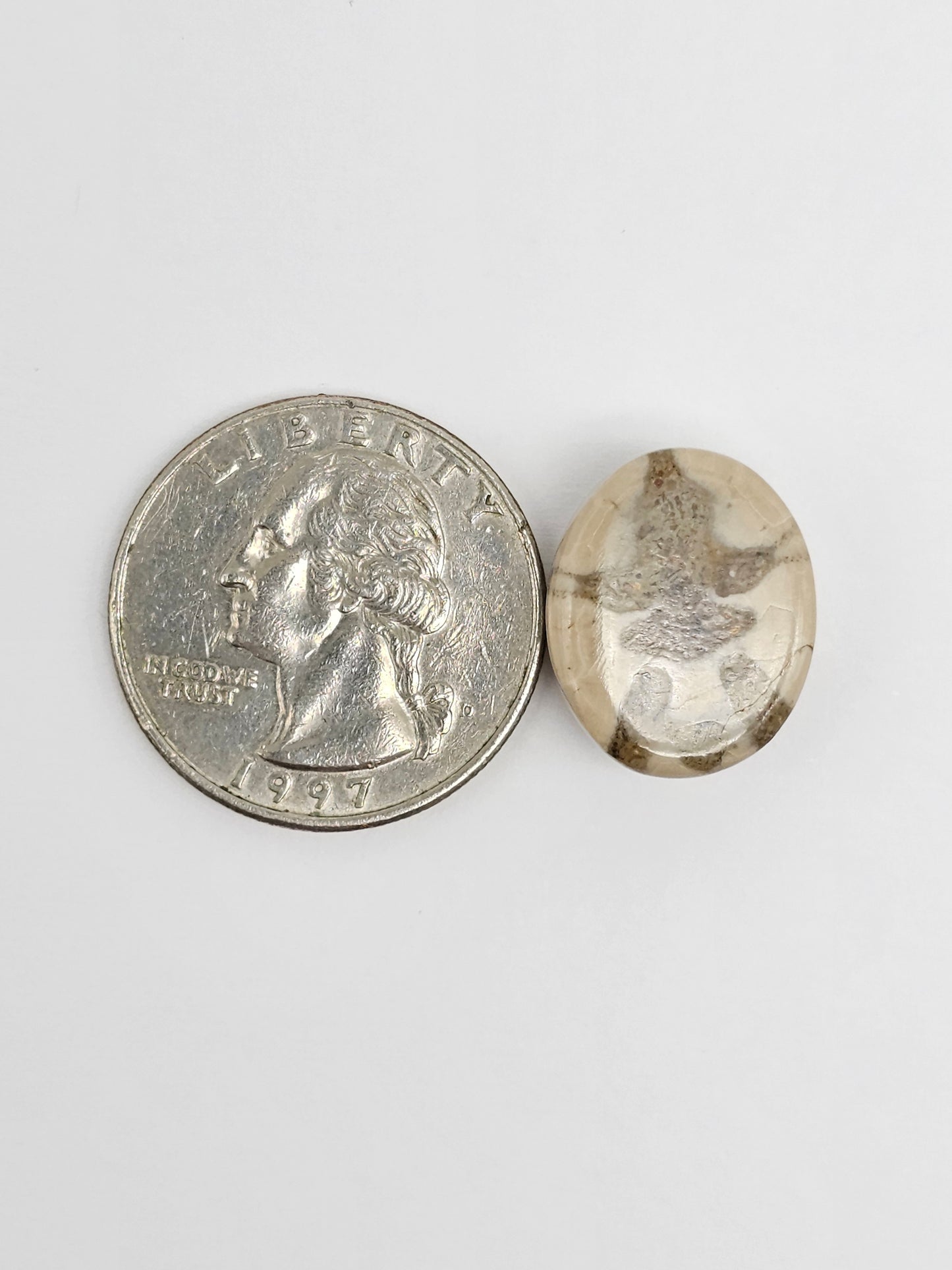 Sea Urchin (Sand Dollar) Fossil Cabochon – Rare Mexican Echinoid, Hand Polished