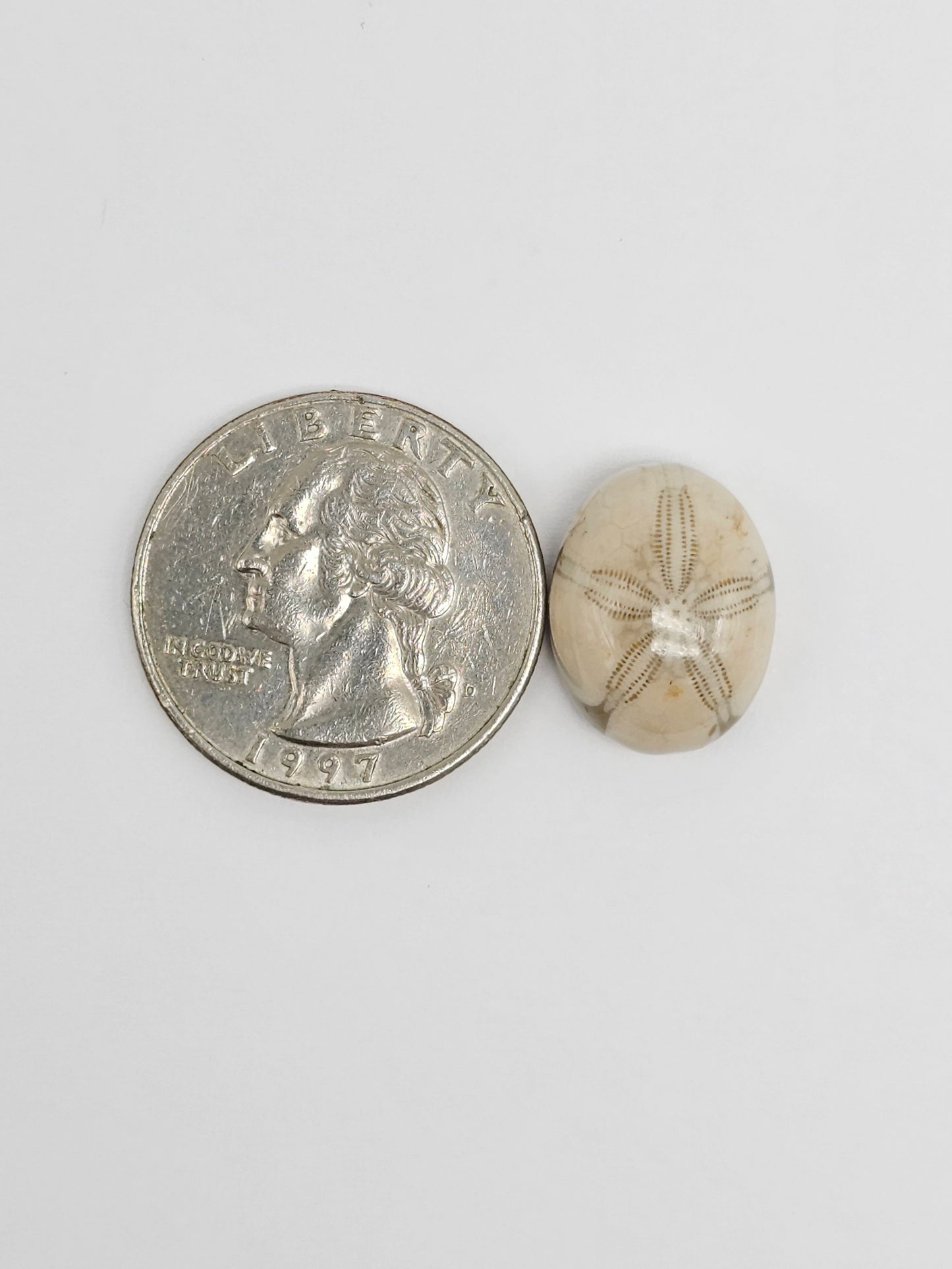 Sea Urchin (Sand Dollar) Fossil Cabochon – Rare Mexican Echinoid, Hand Polished